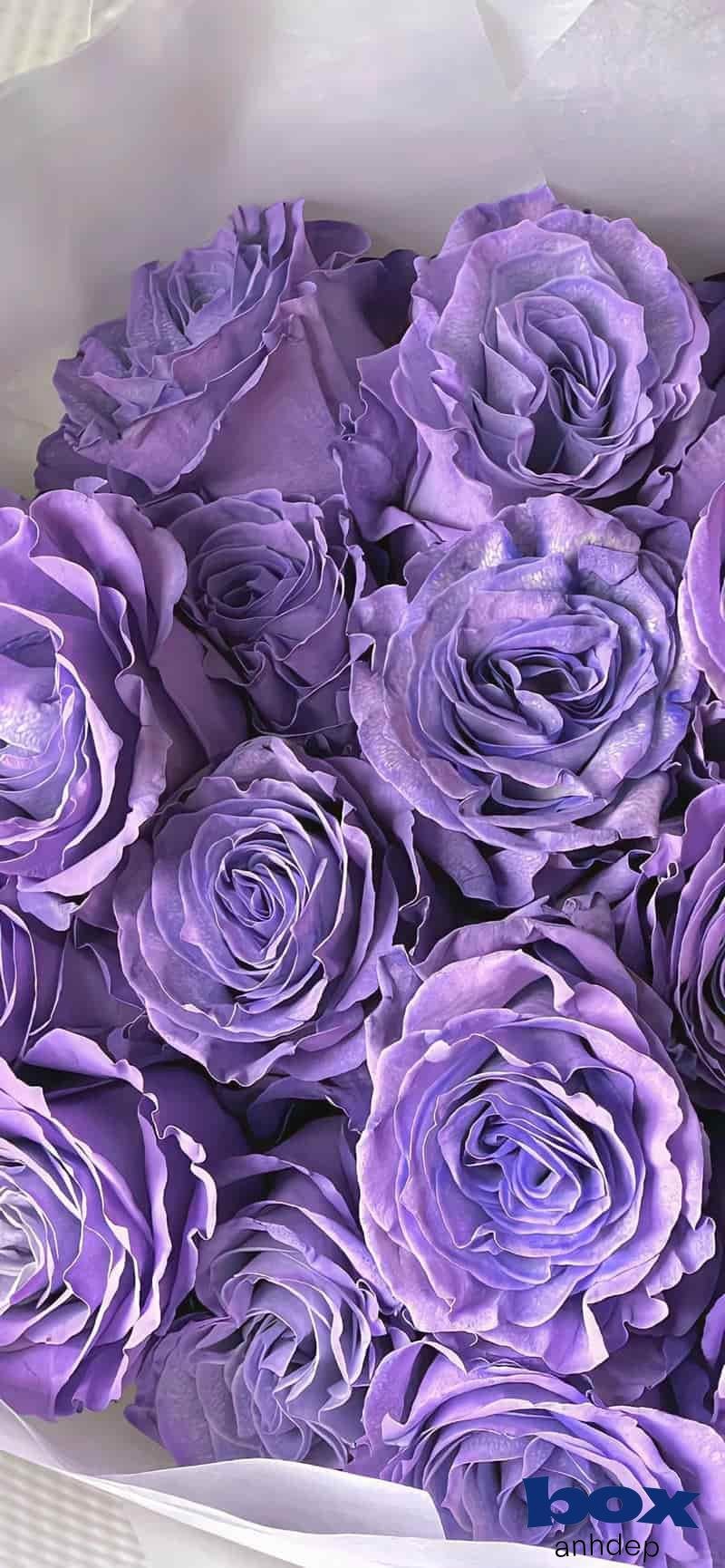 Album ảnh hình nền bông hoa mới