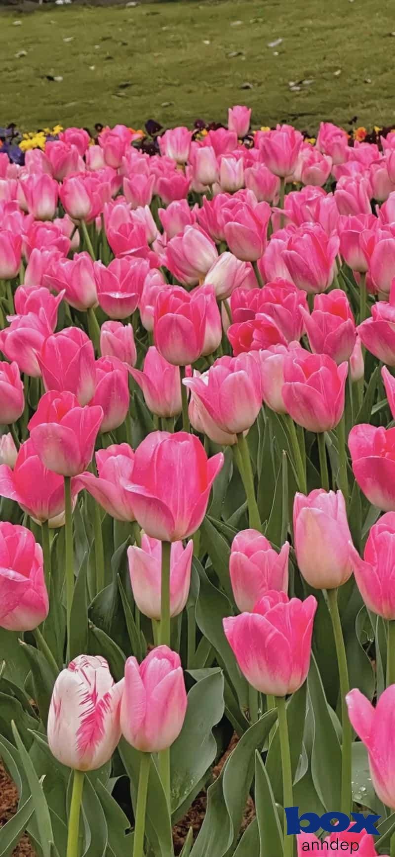 Album ảnh hình nền hoa mới