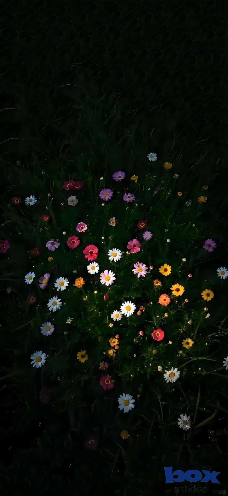 Album hình nền bông hoa đẹp nhất