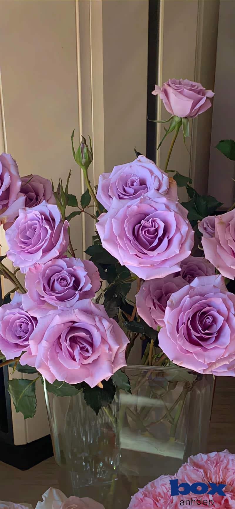 Album hình nền bông hoa độc quyền