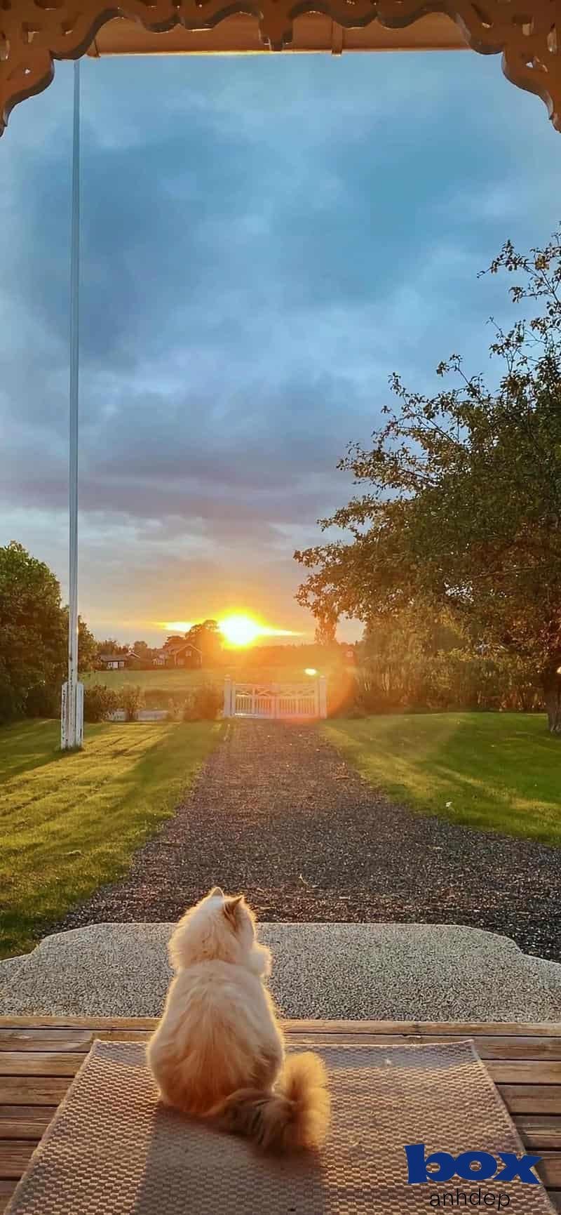 Album hình nền chill mới