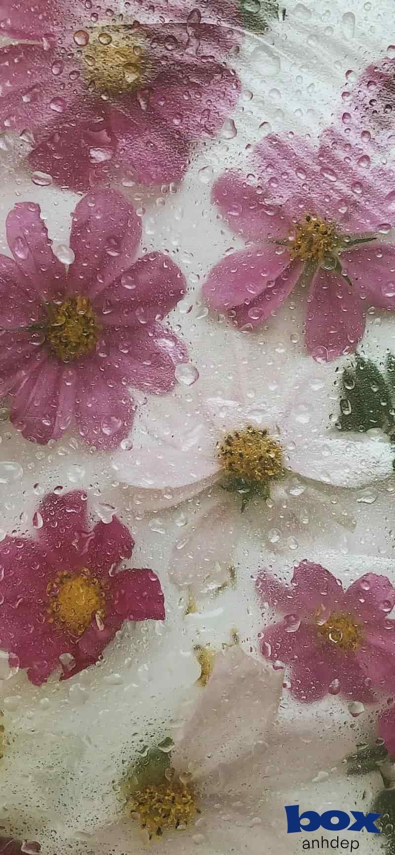 Album hình nền facebook mới