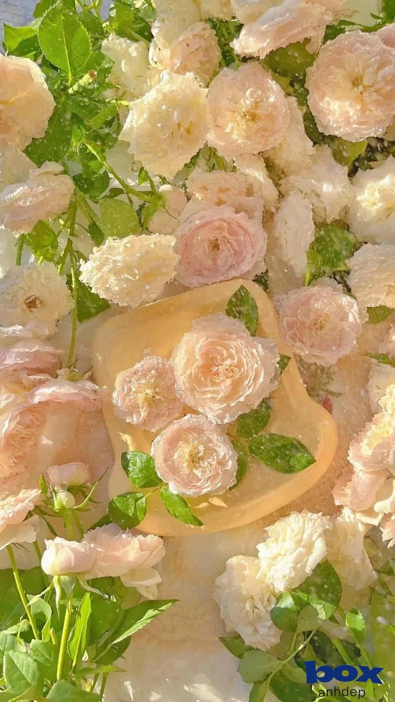 Album hình nền hoa mới