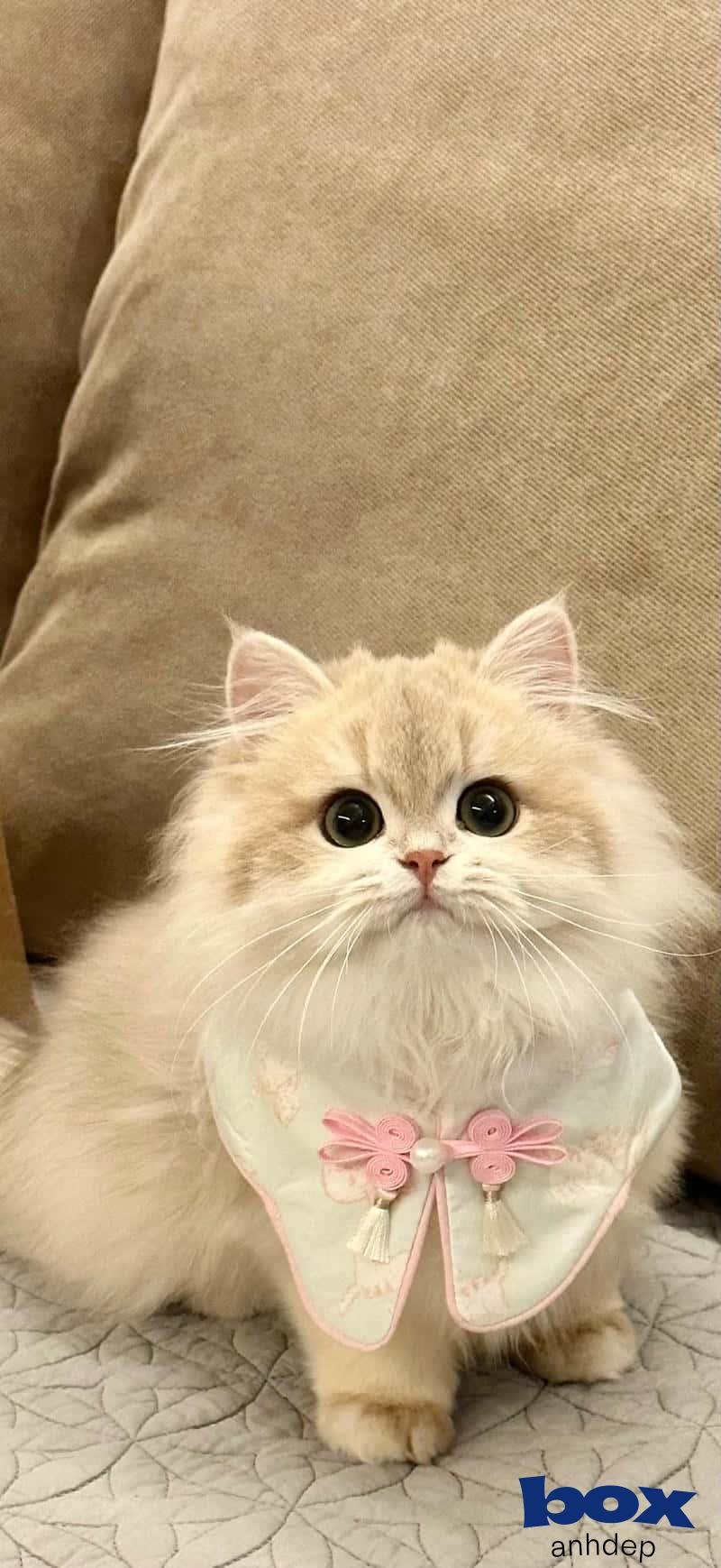 Album hình nền mèo độc quyền