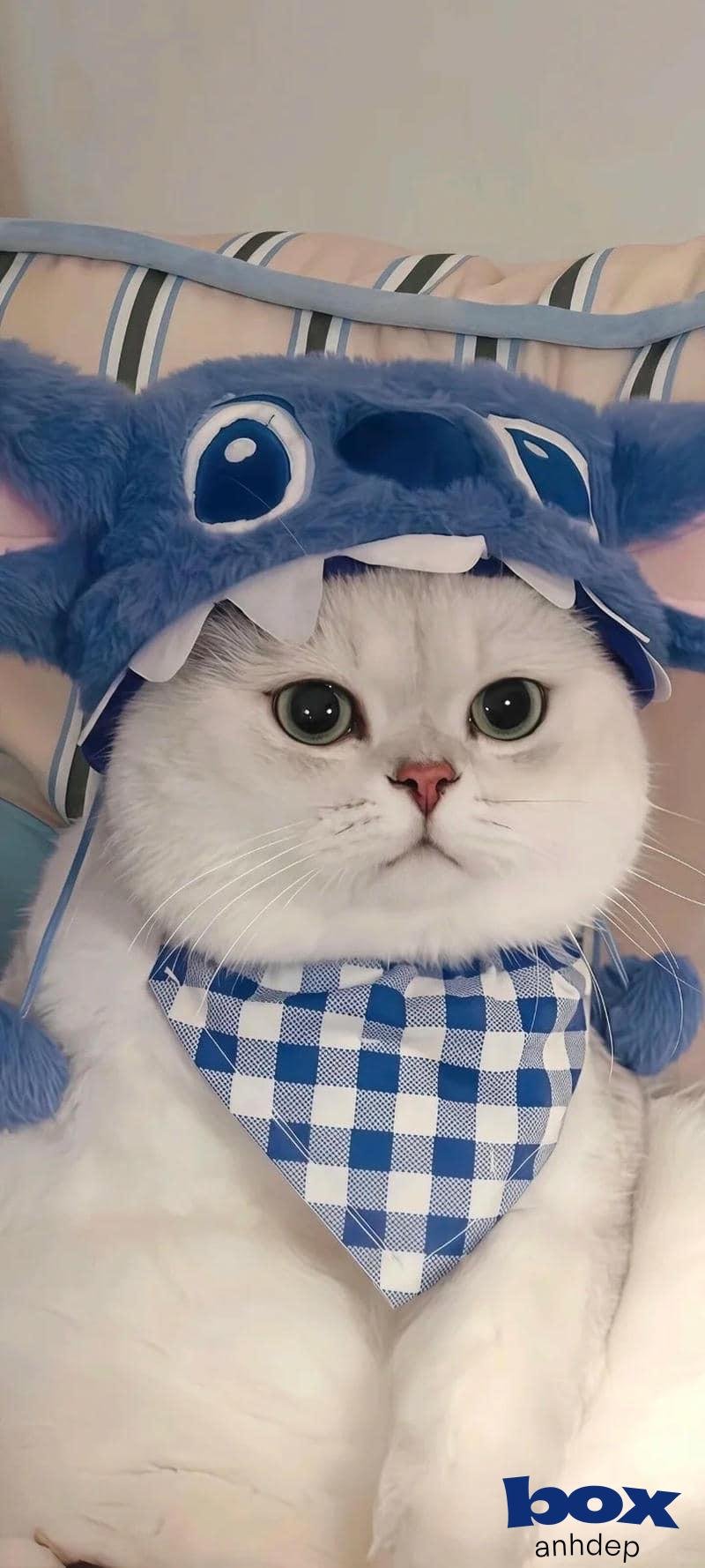 Album hình nền mèo mới