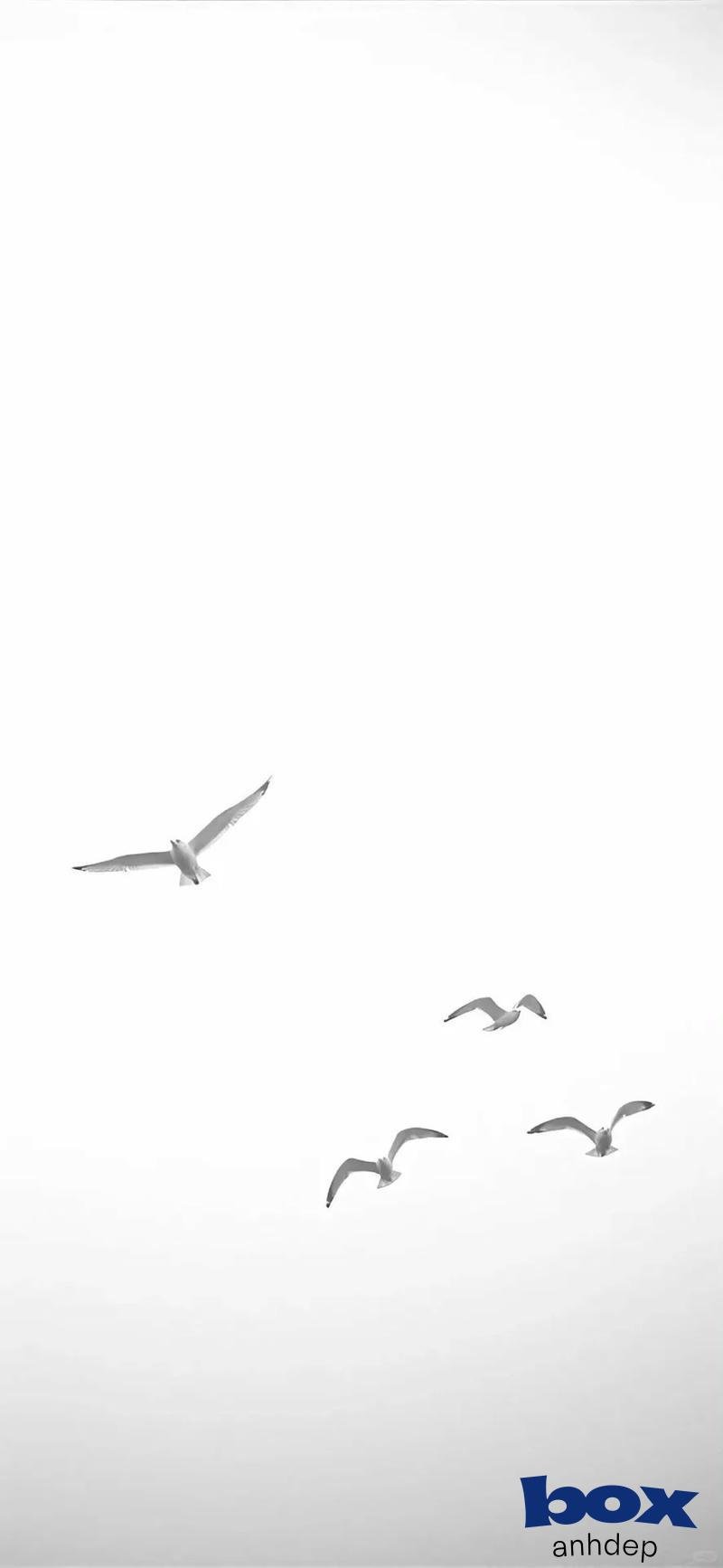 Album hình nền trắng độc quyền