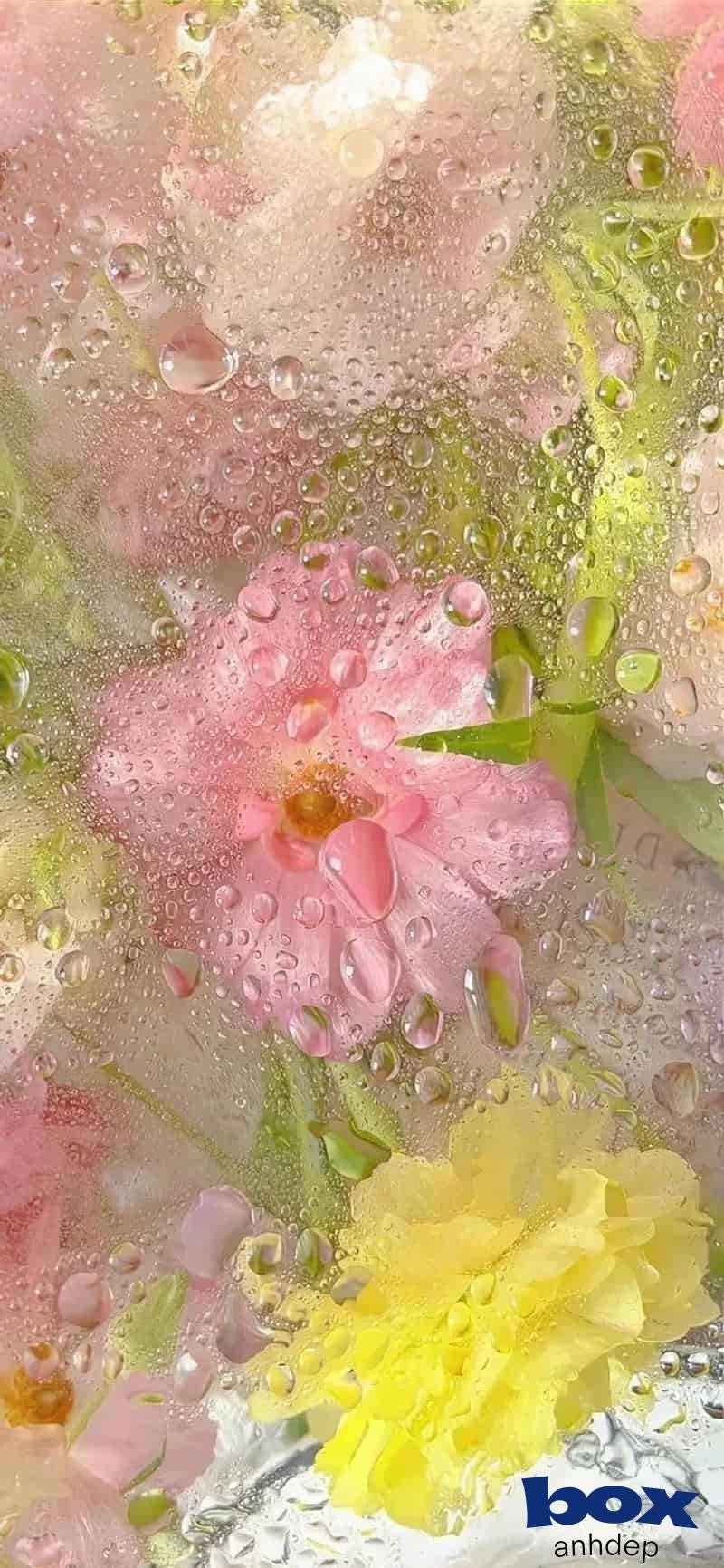 Bộ hình hình nền bông hoa sắc nét