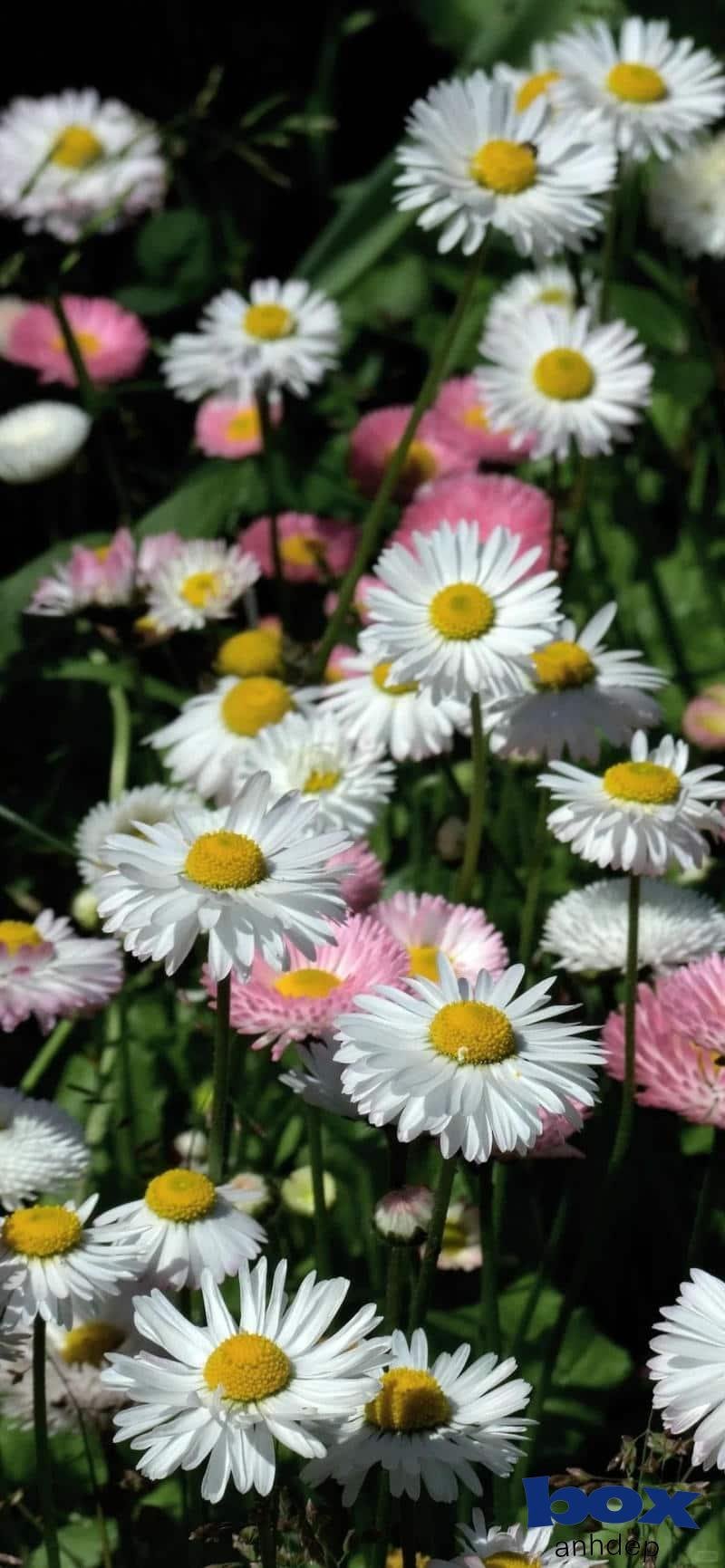 Bộ hình hình nền facebook sắc nét