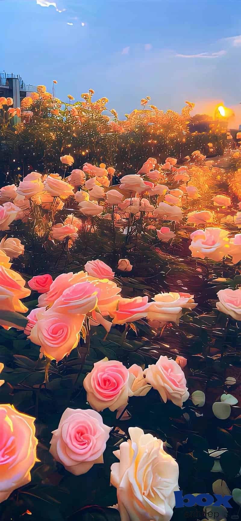 Bộ hình nền bông hoa sắc nét