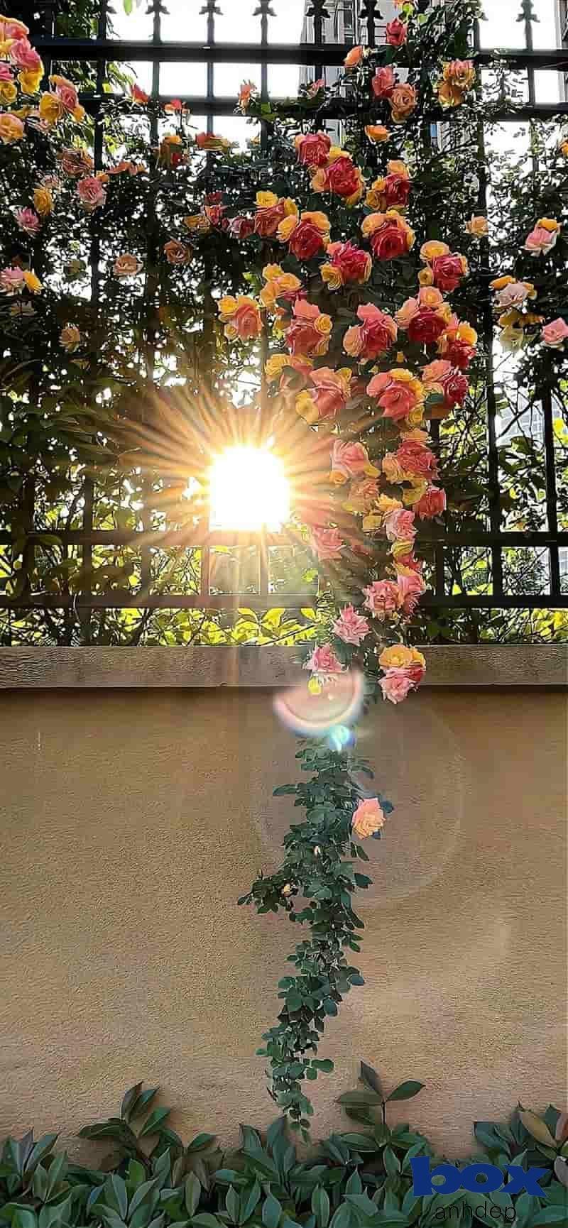 Bộ hình nền facebook sắc nét