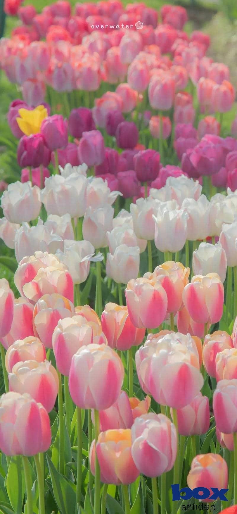 Bộ hình nền hoa cuốn hút