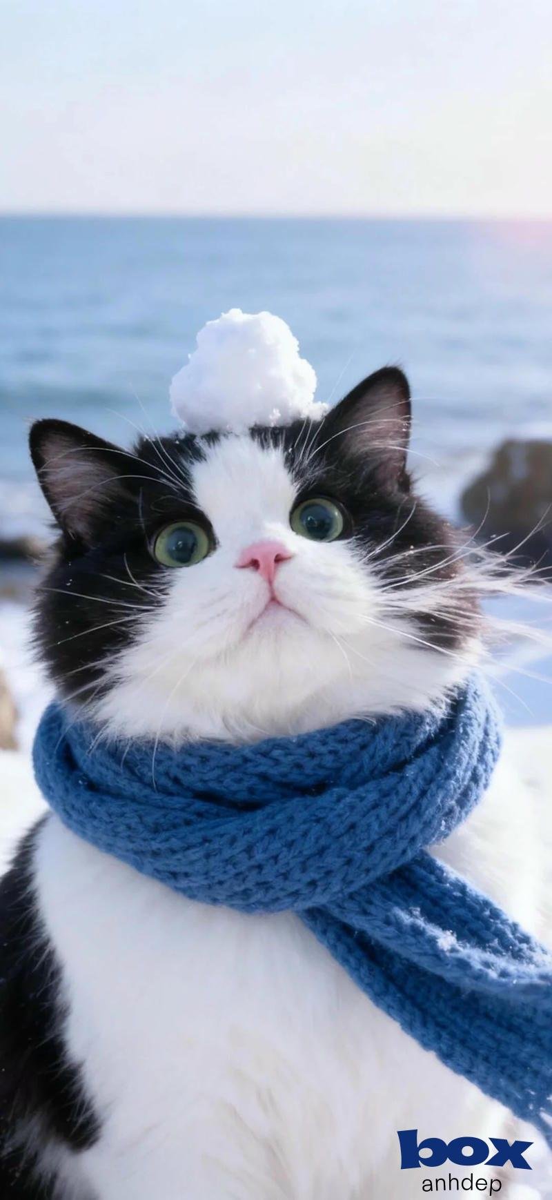 Bộ hình nền mèo sắc nét