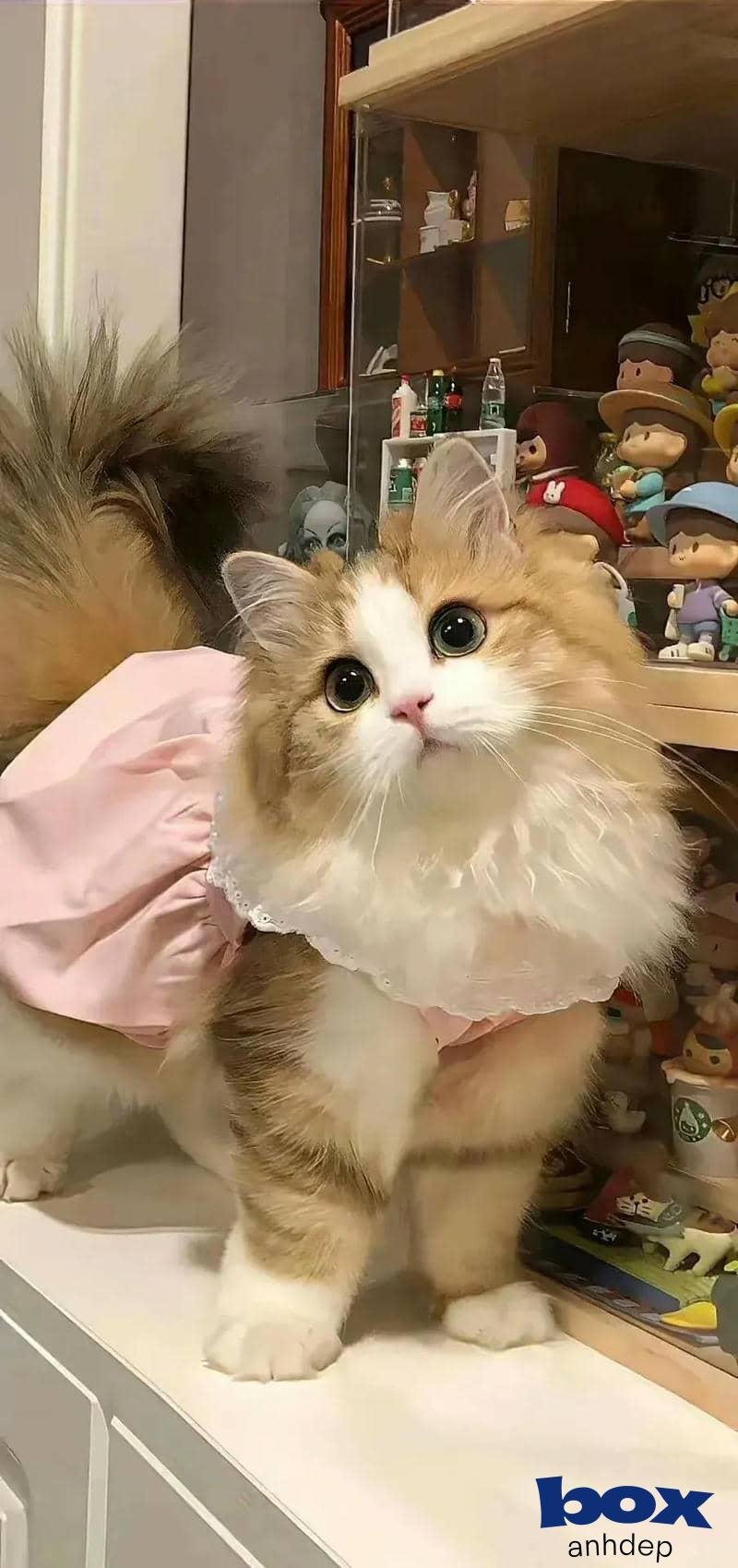 Bộ hình nền mèo thu hút