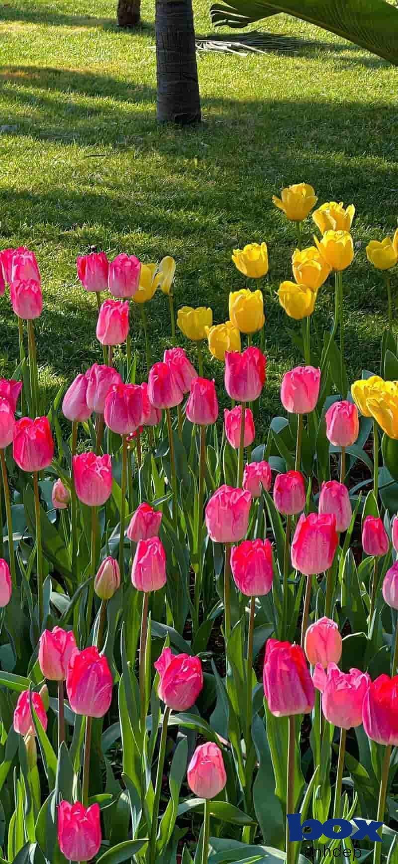 Bộ sưu tập hình nền hoa mới