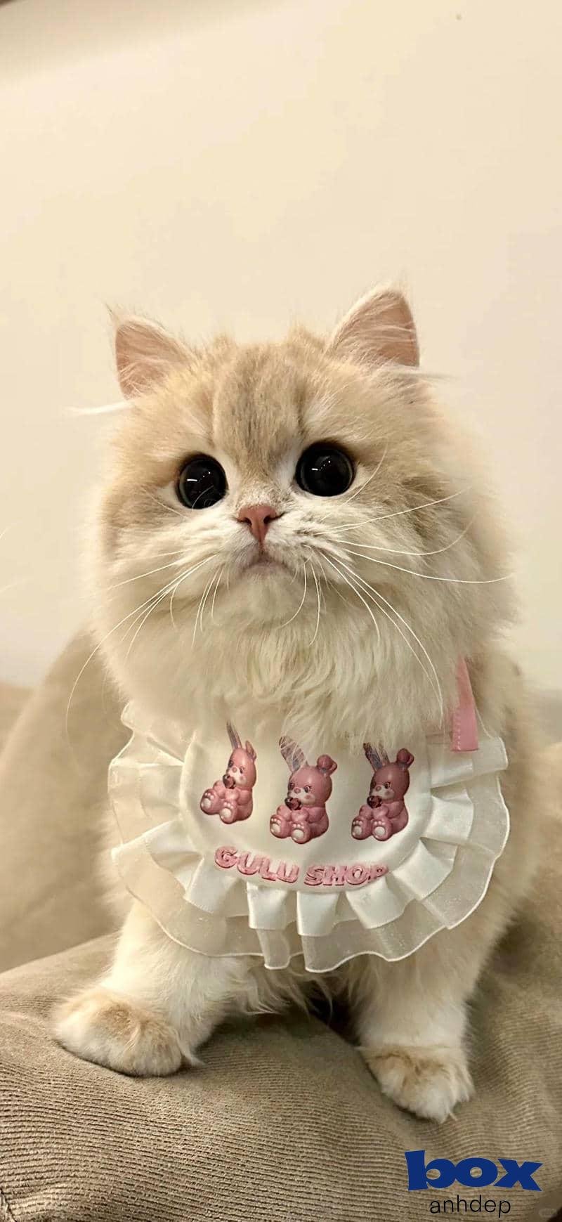 Bộ sưu tập hình nền mèo mới