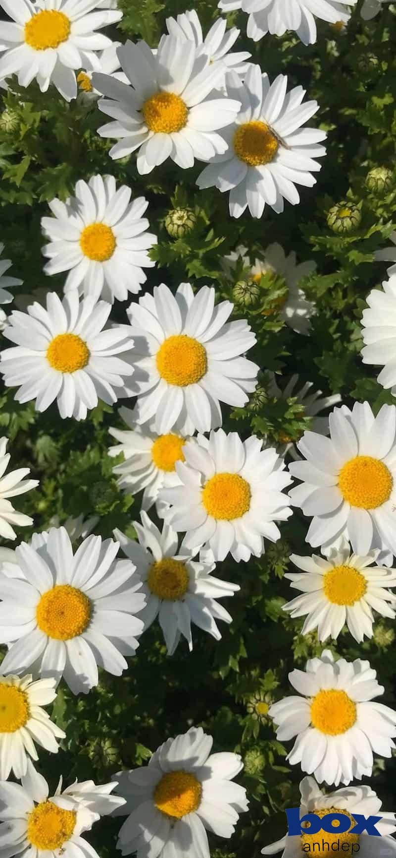 Khám phá hình nền bông hoa mới nhất