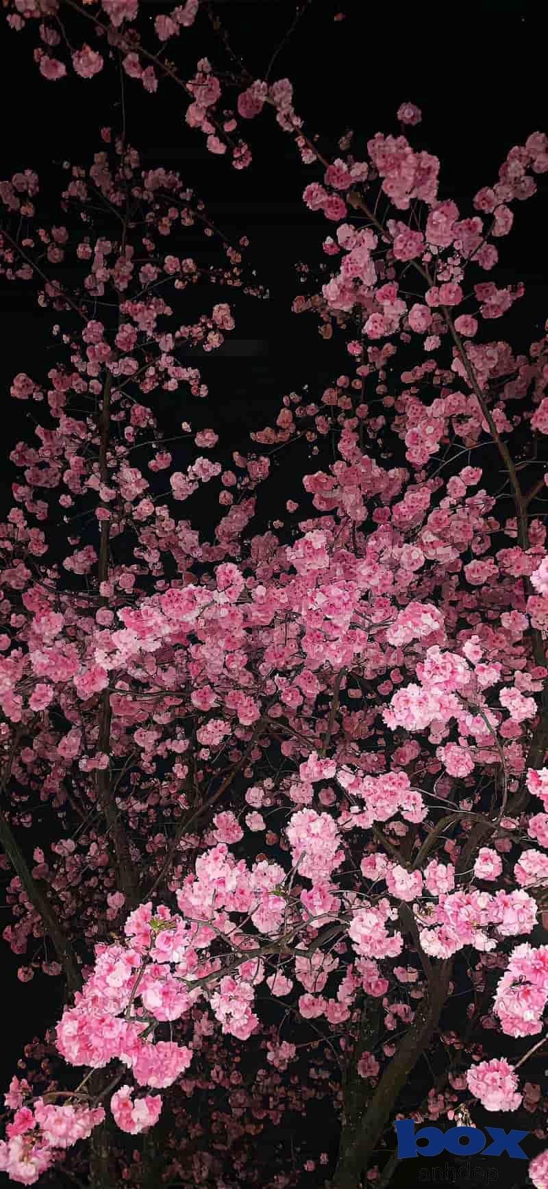 Khám phá hình nền hoa cuốn hút