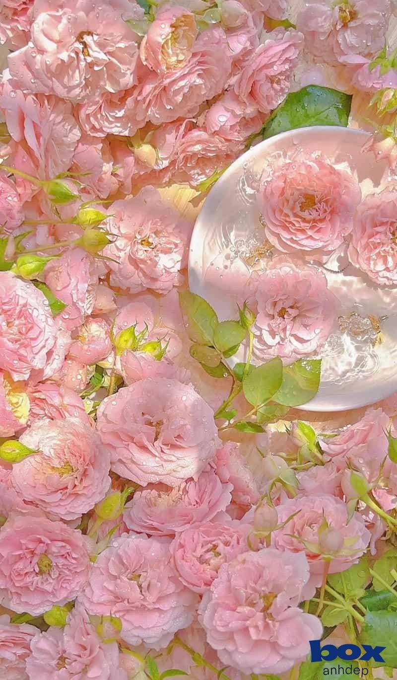 Khám phá hình nền hoa đẹp