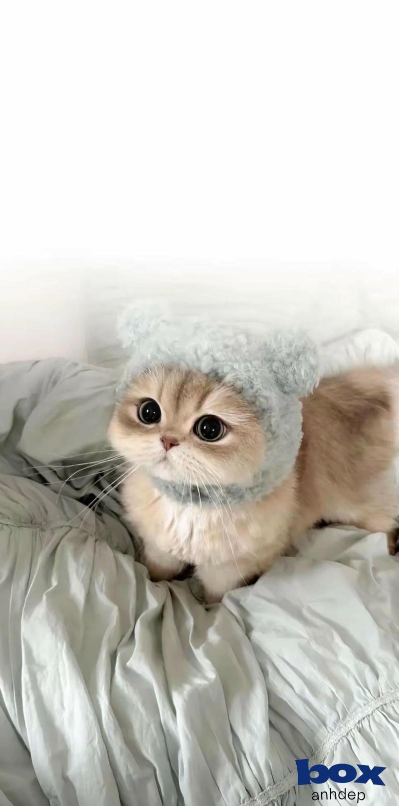 Khám phá hình nền mèo mới nhất