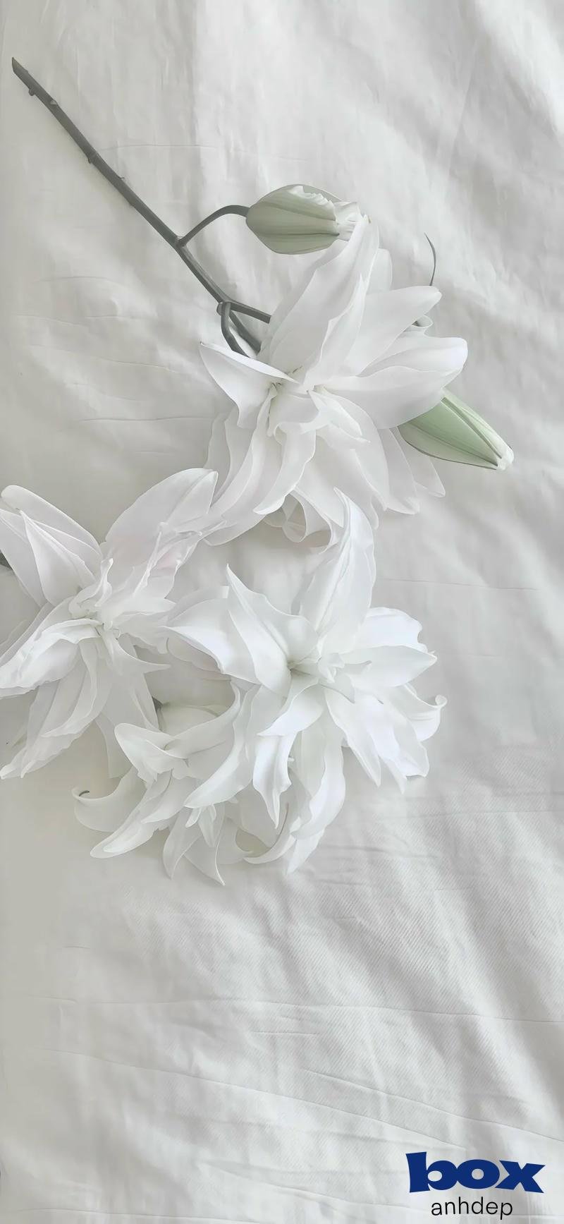 Khám phá kho hình nền trắng mới nhất