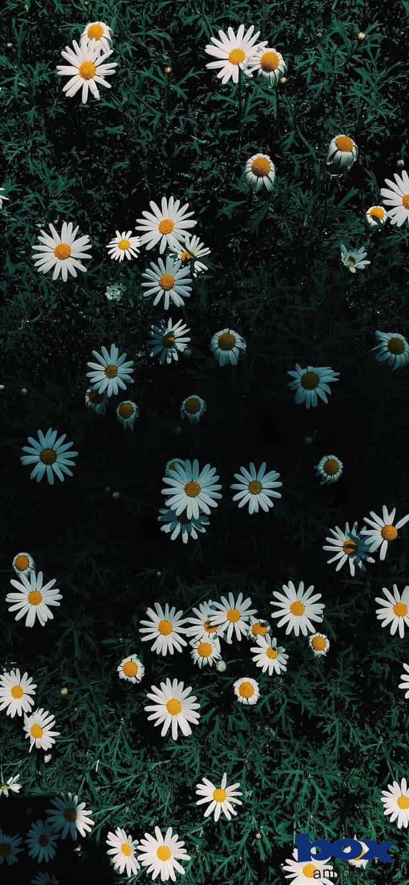 Kho hình nền bông hoa miễn phí