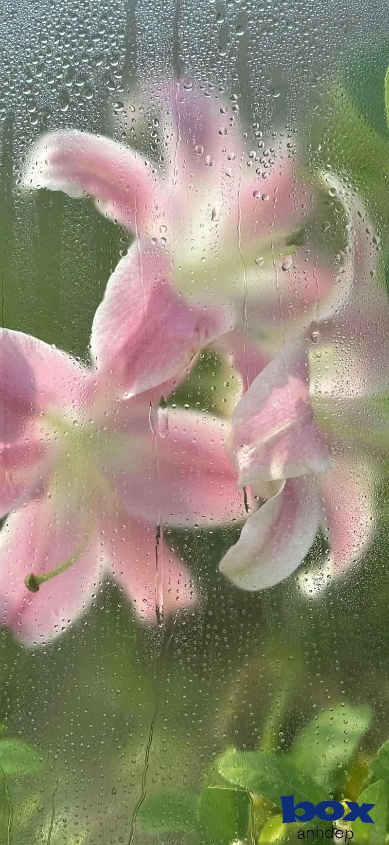 Kho hình nền hoa miễn phí