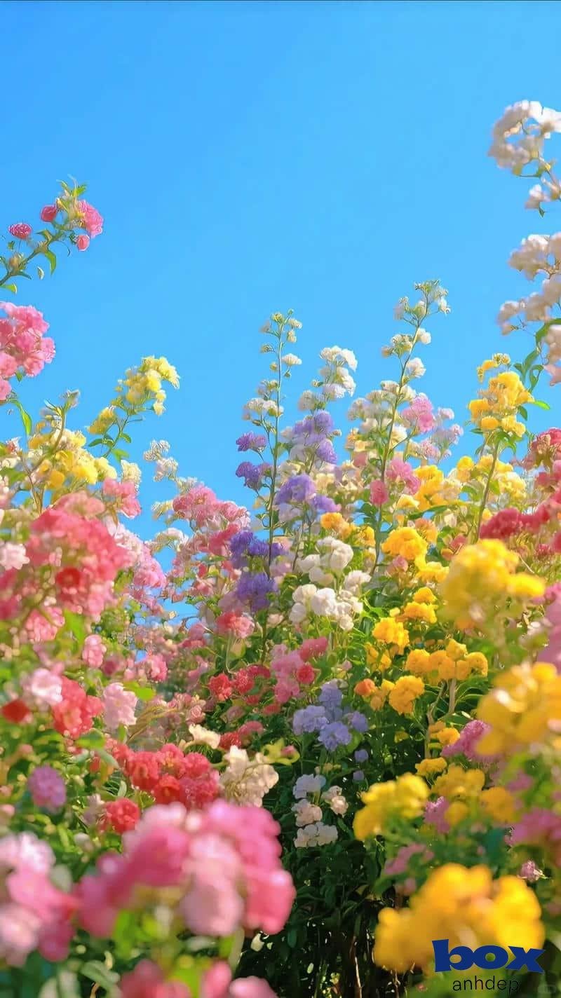 Loạt hình nền hoa chất lượng