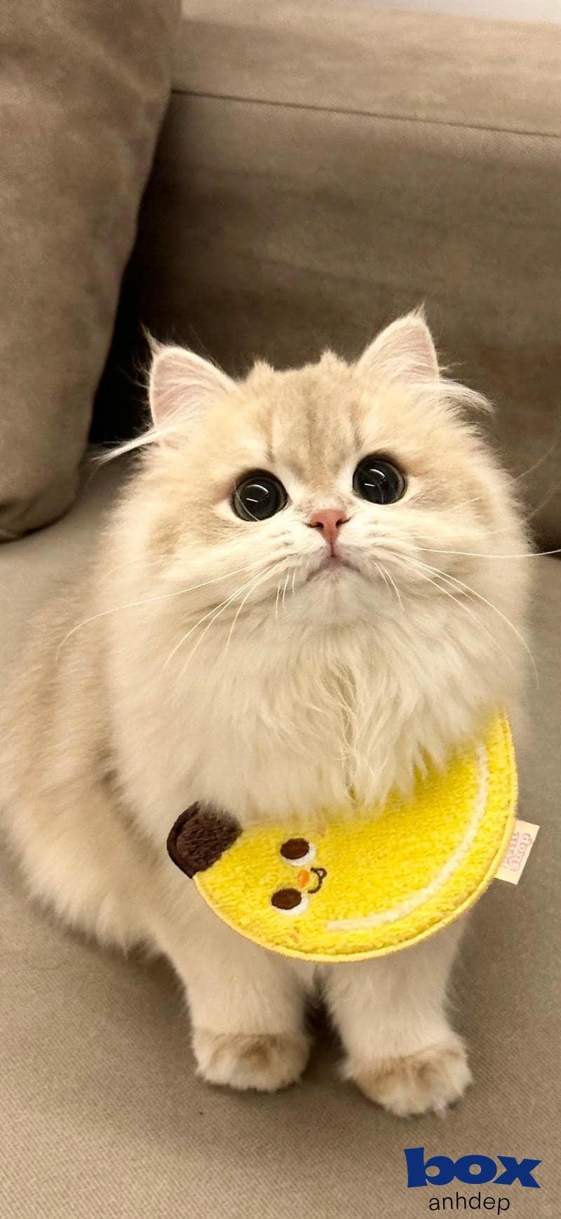 Loạt hình nền mèo chất lượng