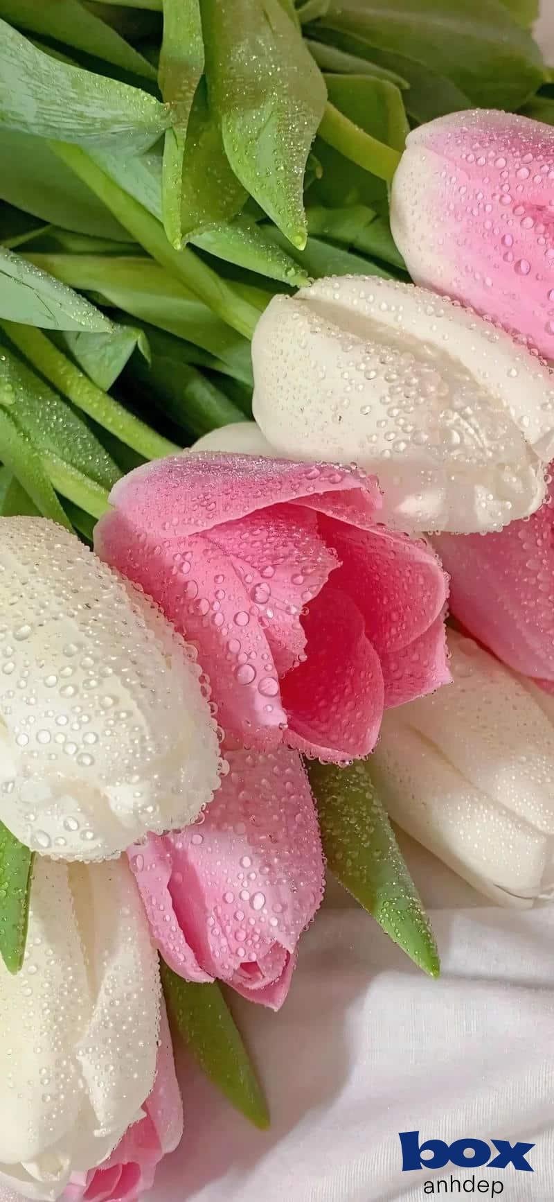 Ngắm hình nền bông hoa mới nhất