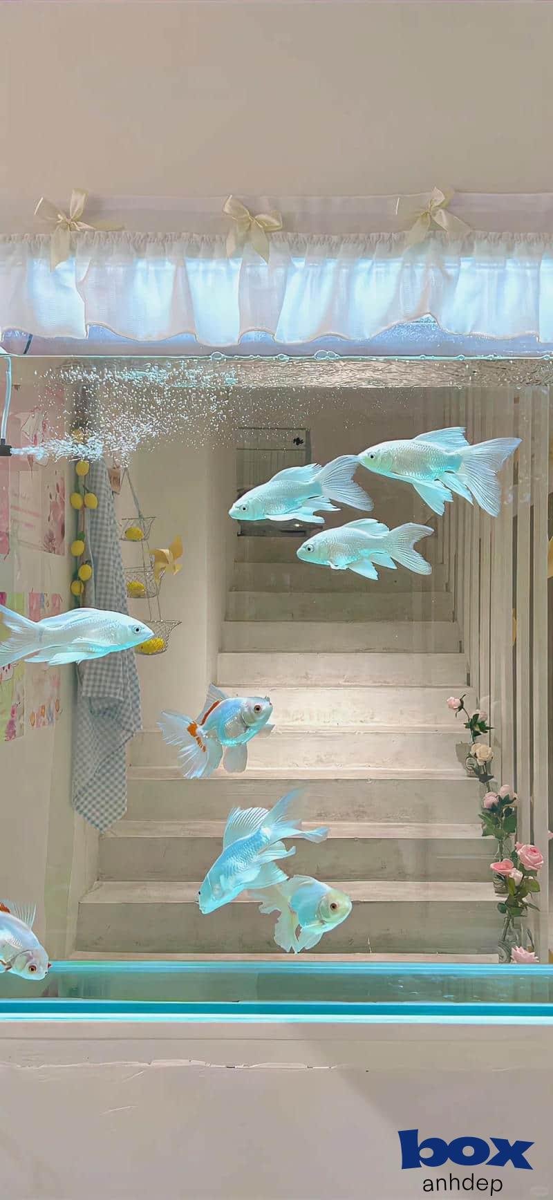 Ngắm hình nền facebook miễn phí