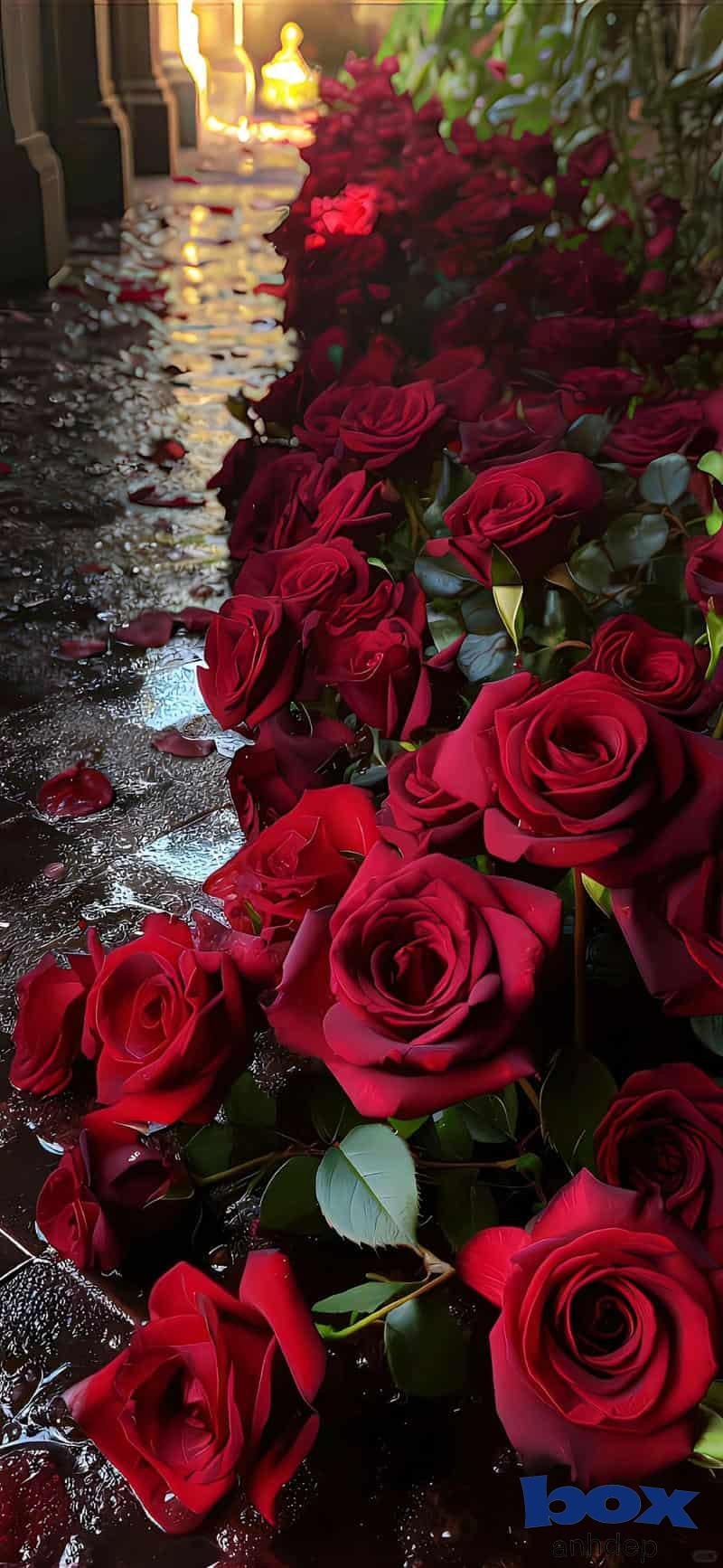 Ngắm hình nền hoa mới nhất