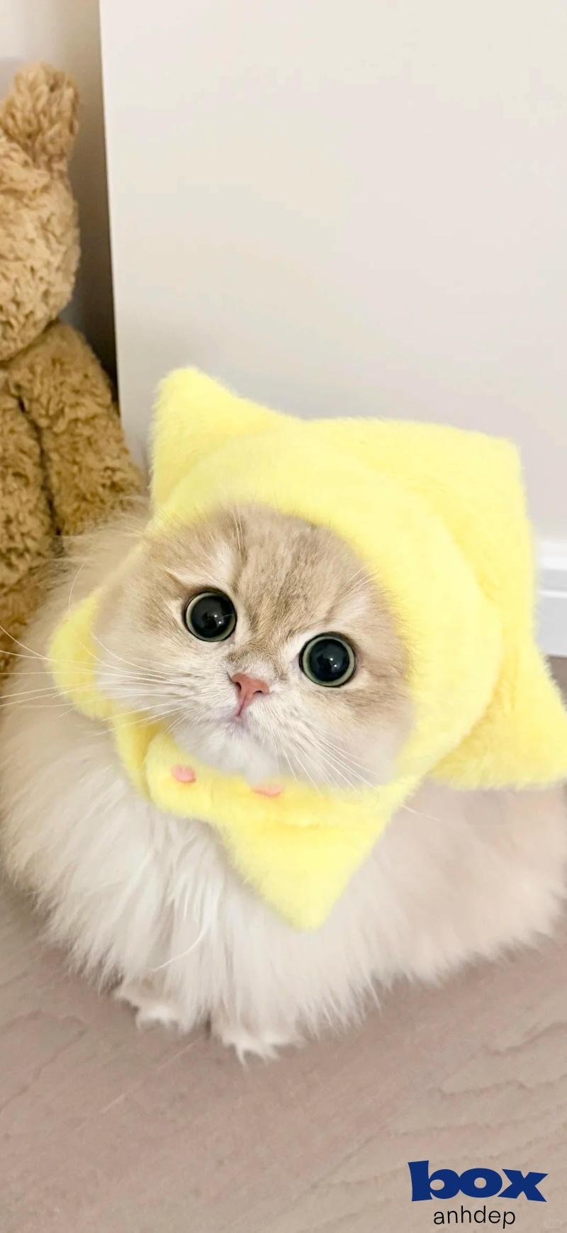 Ngắm hình nền mèo miễn phí