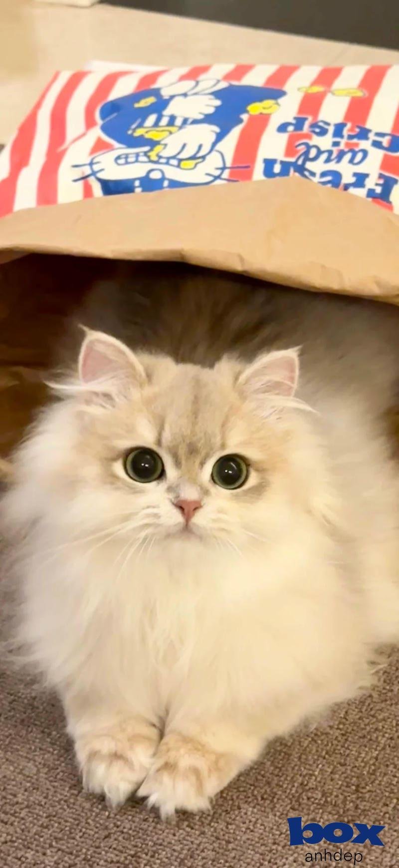 Ngắm hình nền mèo thu hút