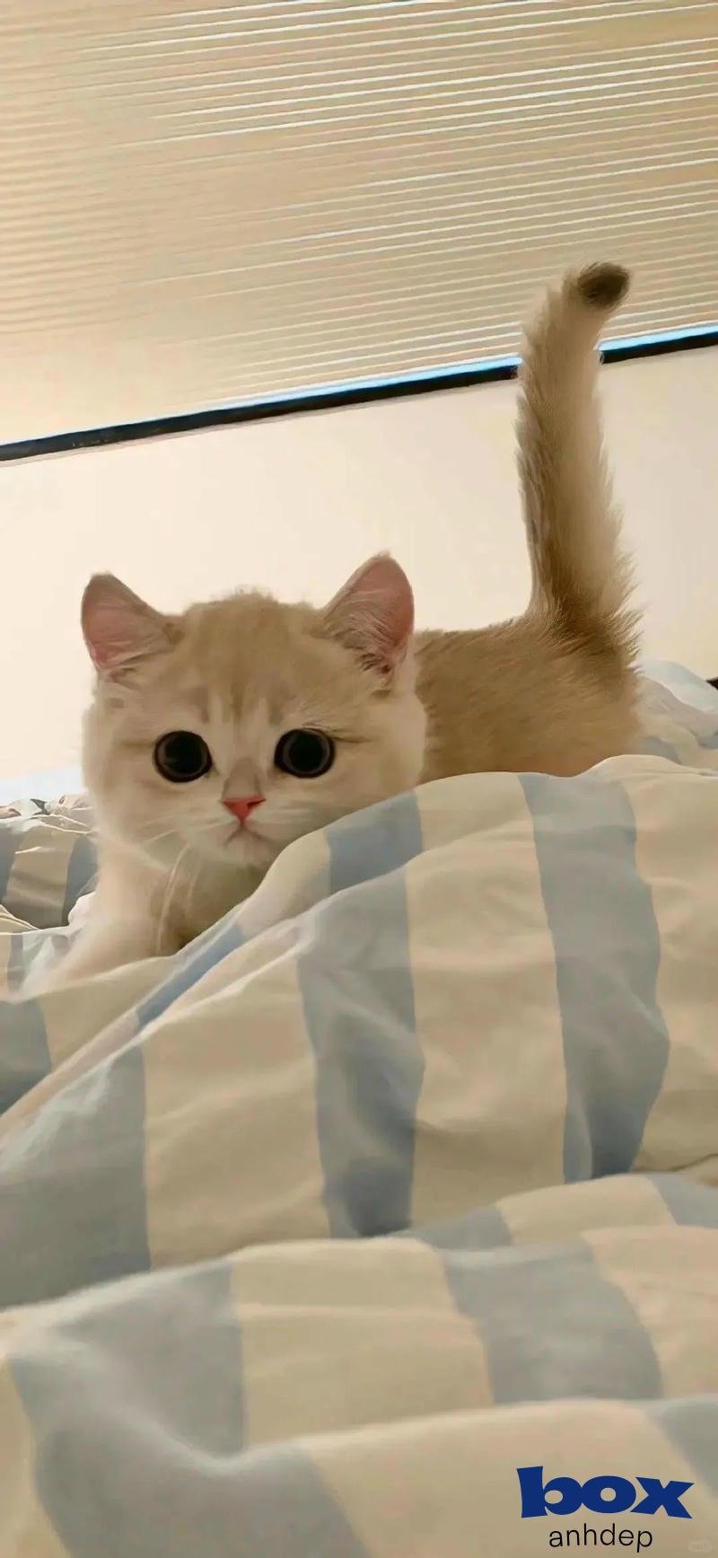 Tải hình nền mèo mới