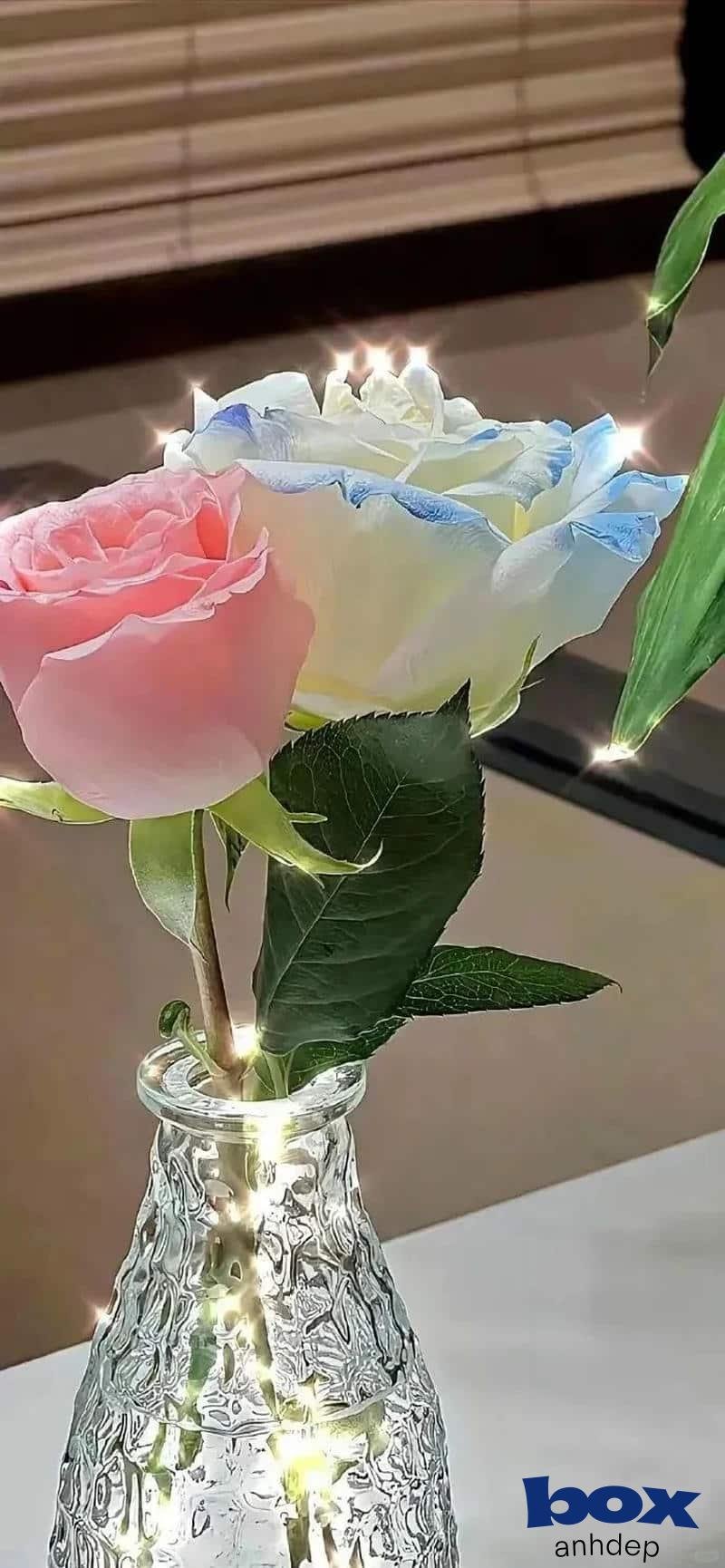 Tải về hình nền bông hoa chất lượng cao