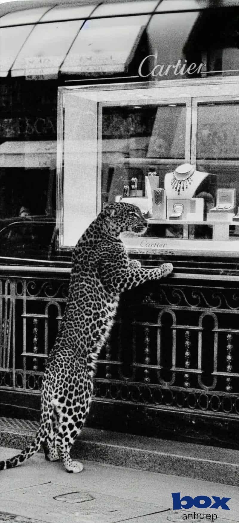 Tải về hình nền facebook miễn phí