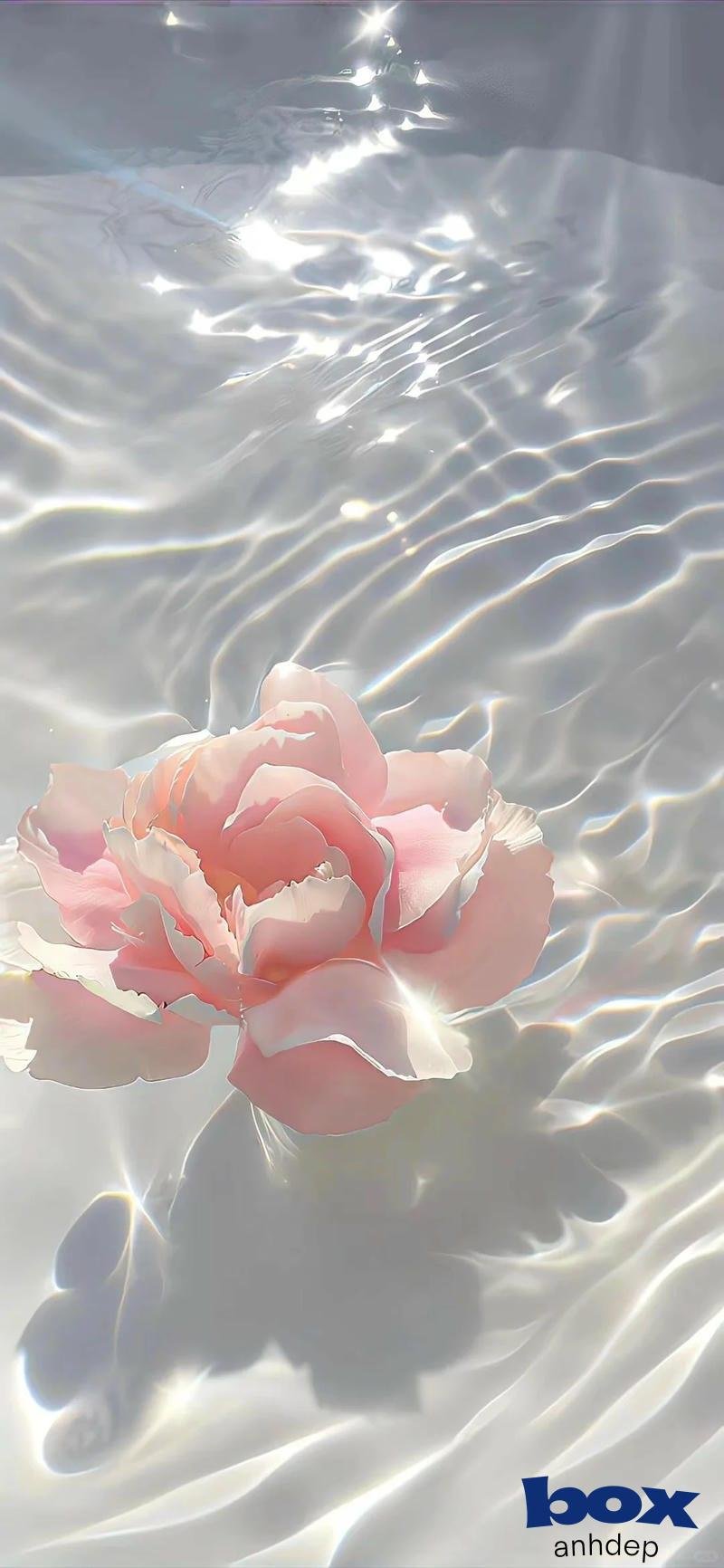 Tải về hình nền hoa chất lượng cao