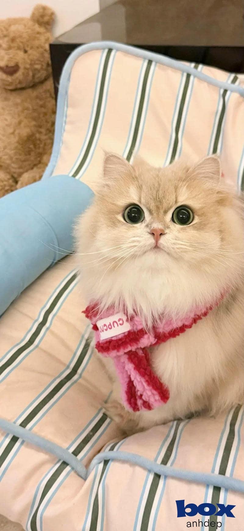 Tải về hình nền mèo miễn phí