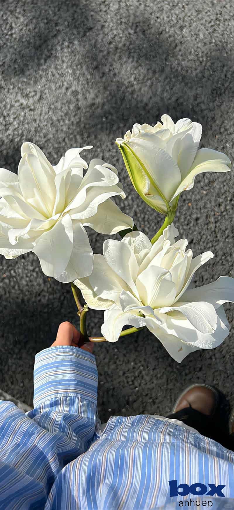 Tổng hợp hình nền hoa chất lượng