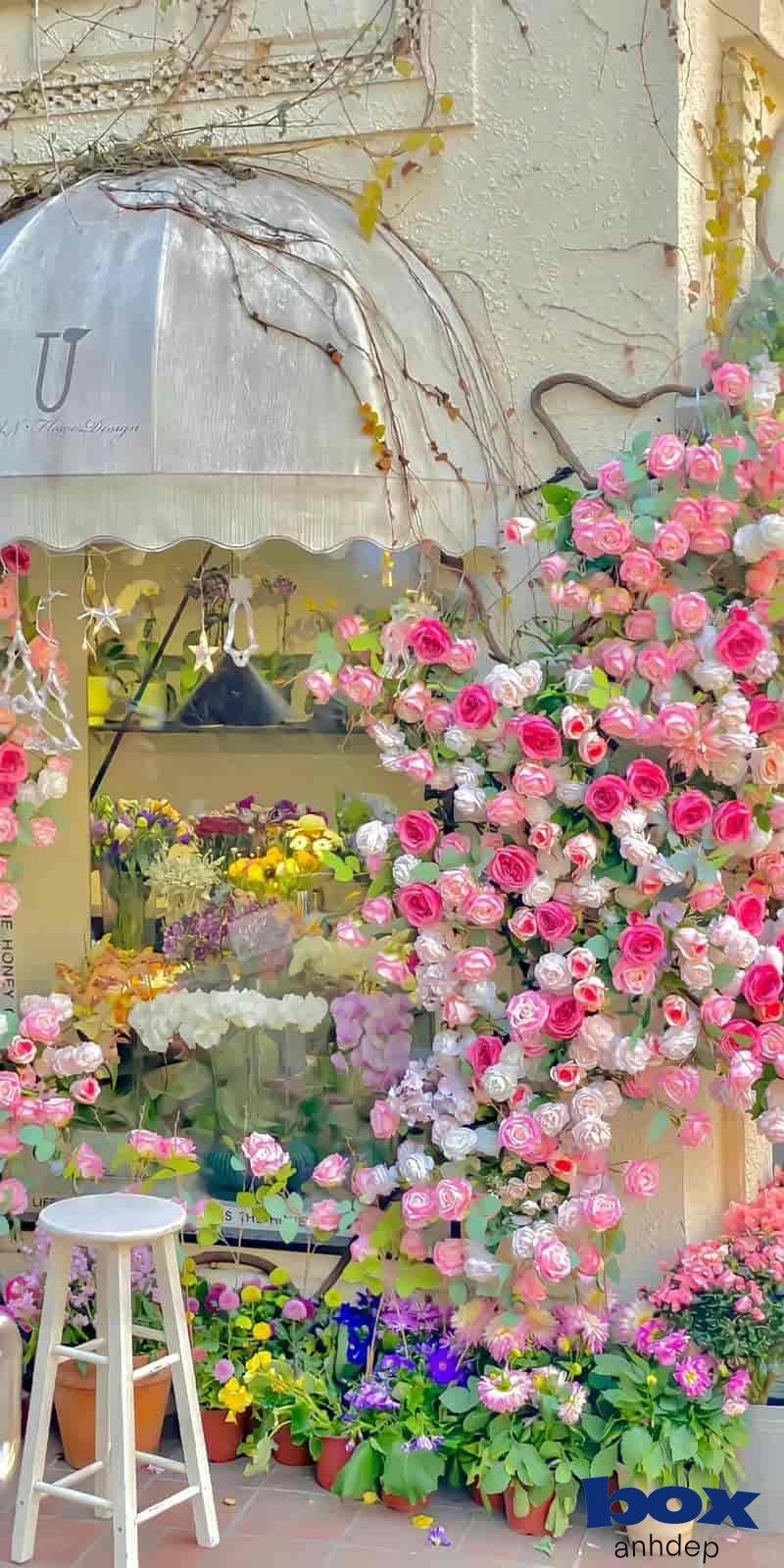 Tuyển chọn hình nền hoa thu hút