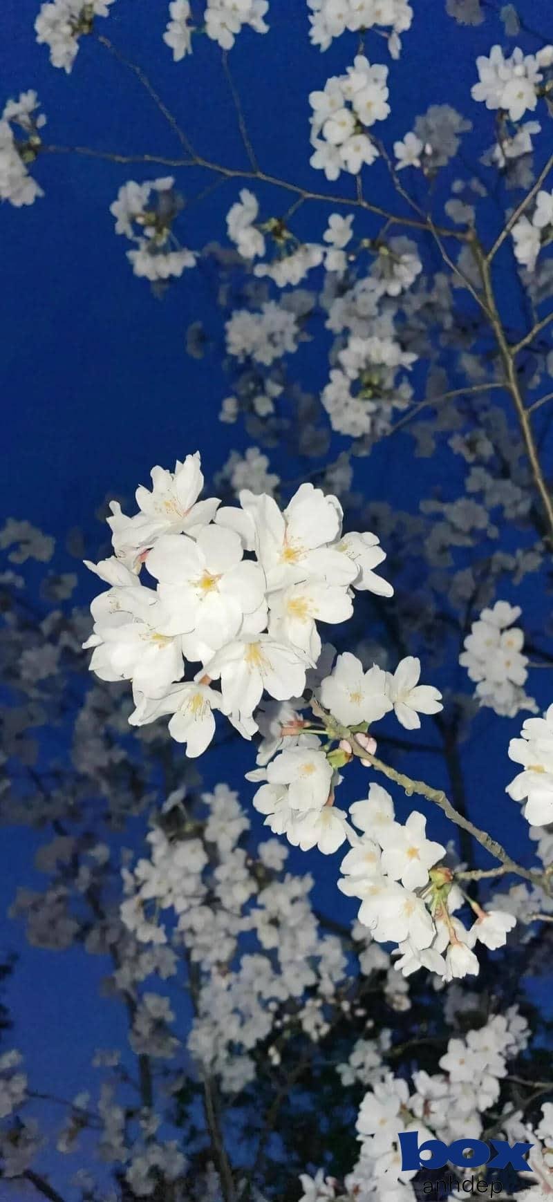 Tổng hợp 100 + Mẫu hình nền bông hoa đẹp, rạng rỡ thu hút nhất