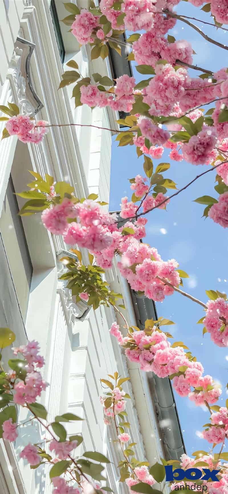 Xem hình hình nền hoa chất lượng