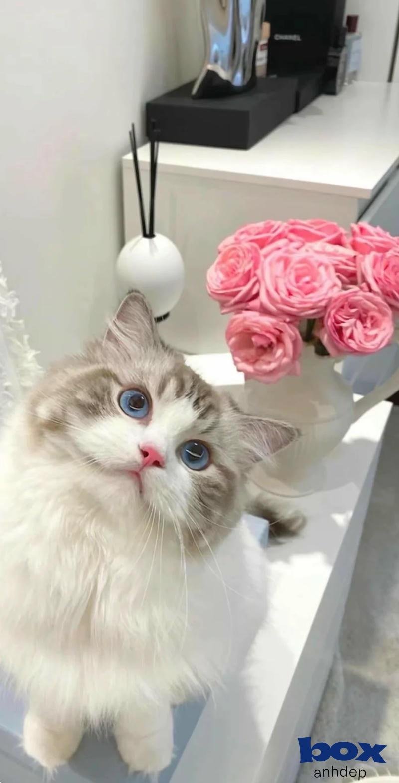 Xem hình hình nền mèo chất lượng