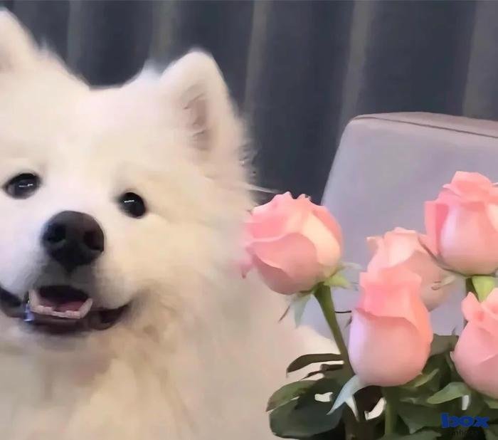 ảnh chó chân thực