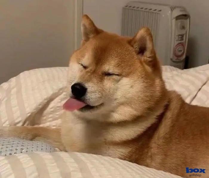 ảnh chó chất lượng cao 4k