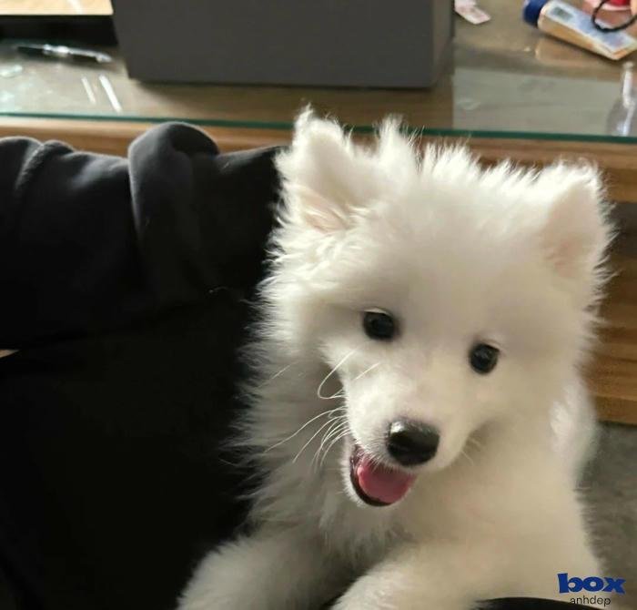 ảnh chó cổ điển