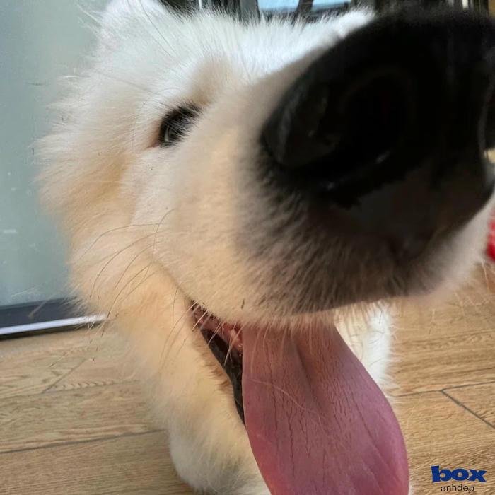 ảnh chó đầy biểu cảm