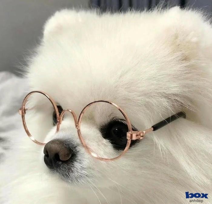 ảnh chó đầy đủ chi tiết