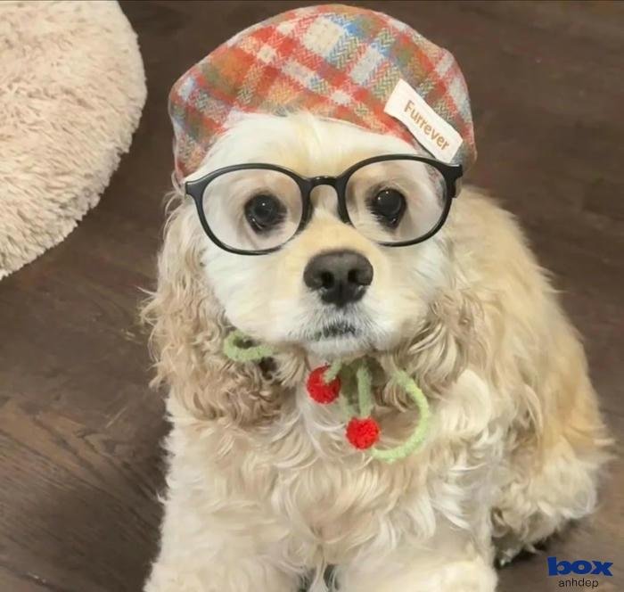 ảnh chó lấp lánh