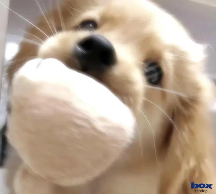 ảnh chó sống động